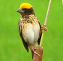 Steaked Weaver