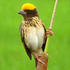 Streaked Weaver