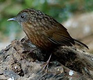 Streaked Wren Babbler