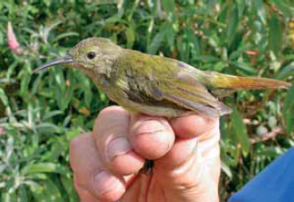 Fire-tailed Sunbird female