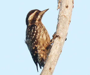 Sunda Pygmy Woodpecker