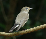 Taiga Flycatcher