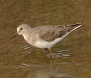 Temminck's Stint