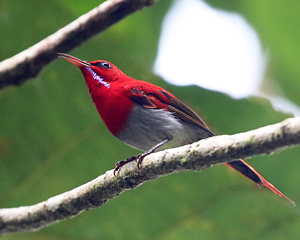 Temminck's Sunbird