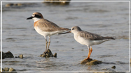 Terek Sandpiper & Greater Sand Plover