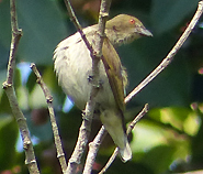 Thick-billed Flowerpecker