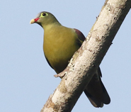 Thick-billed Green Pigeon