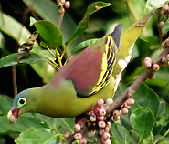 Thick-billed Green Pigeon