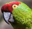 Thick-billed Parrot