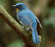 Tickells Blue Flycatcher