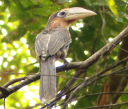 Tickells Brown Hornbill