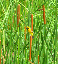 Asian Golden Weaver Typha