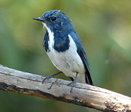 Ultramarine Flycatcher