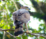 Wallace's Hawk Eagle