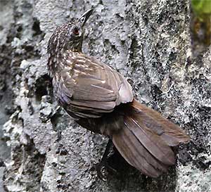 Limestone Wren Babbler