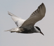 Whiskered Tern