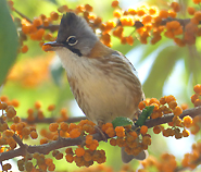 Whiskered Yuhina