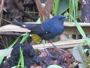 White-bellied Redstart