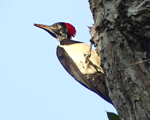 White-bellied Woodpecker