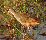 White-browed Crake