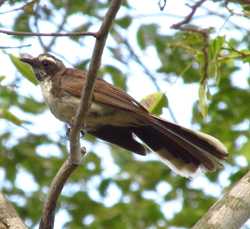 White-browed Fantail