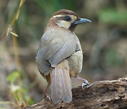 White-browed Laughingthrush