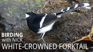 White-crowned Forktail