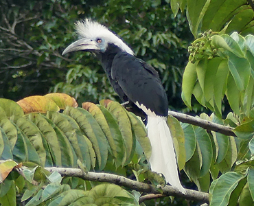 White-crowned Hornbill