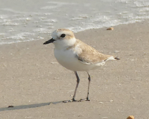 White-faced Plover