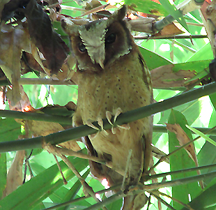 White-fronted Scops Owl