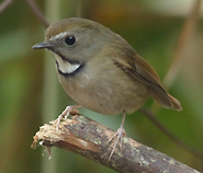 White-gorgetted Flycatcher