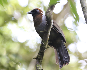 White-necked Laughingthrush