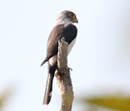 White-rumped Falcon