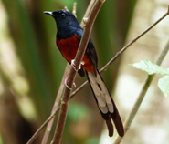 White-rumped Shama