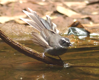 White-throated Fantail