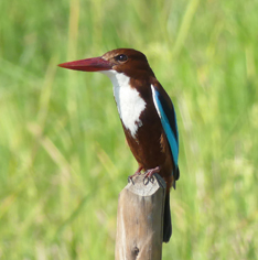 White-throated Kingfisher