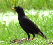 White-vented Myna