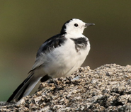 White Wagtail