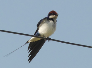 Wire-tailed Swallow