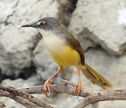 Yellow-bellied Prinia