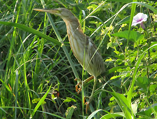 Yellow Bittern