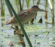 Yellow Bittern