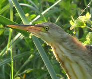 Yellow Bittern