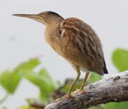 Yellow Bittern