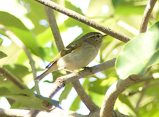 Yellow-browed Warbler