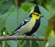 Yellow-cheeked Tit