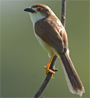 Yellow-eyed Babbler