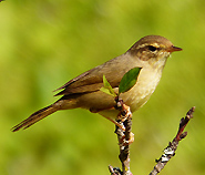 Yellow-streaked Warbler