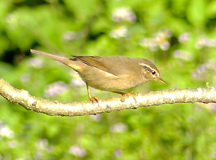 Yellow-streaked Warbler