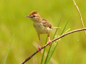 Zitting Cisticola